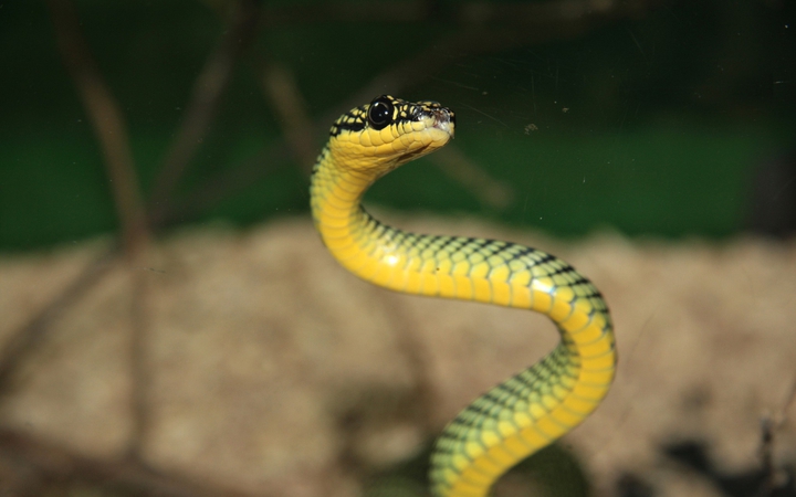 snake