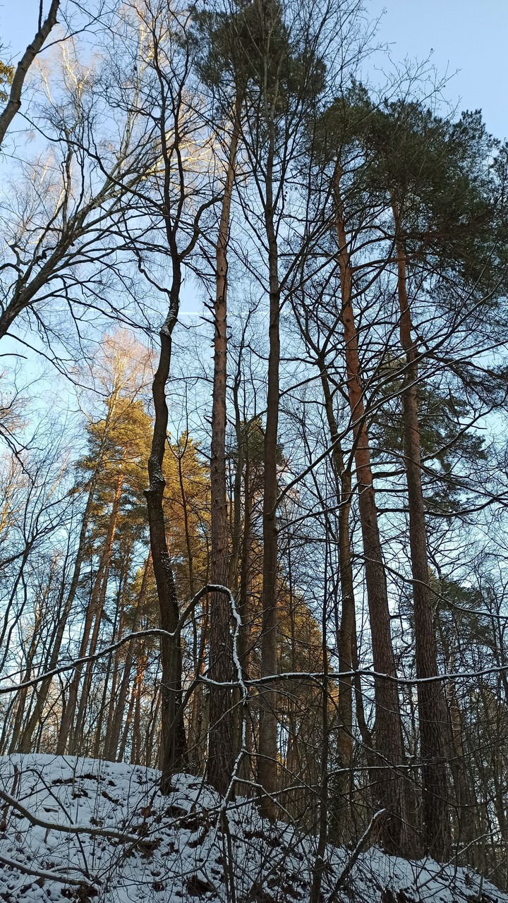 зимние сосны