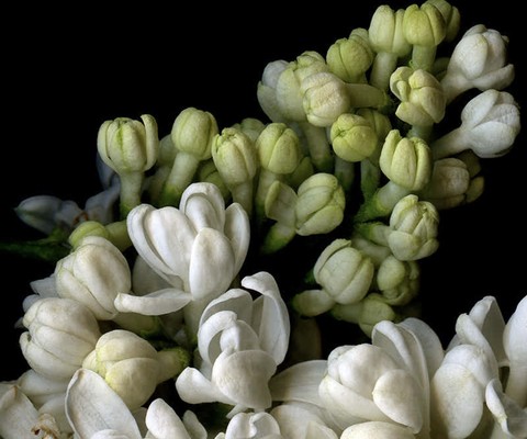 hình nền tuberose, petal