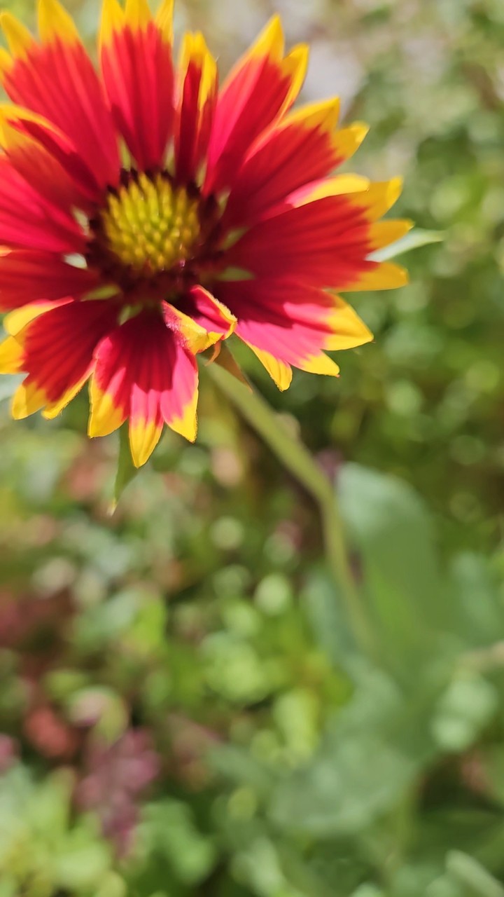 BLANKET FLOWER IN BREEZE