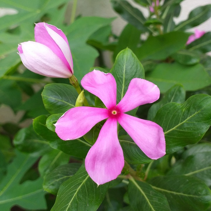 নয়নতারা