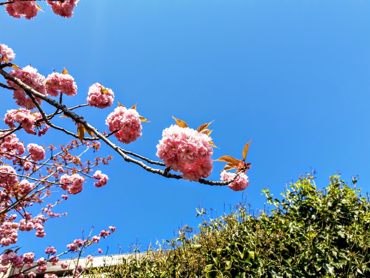 blue pink and green