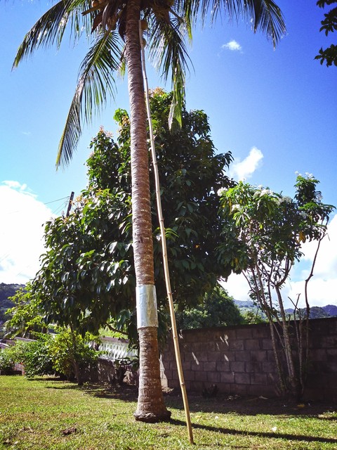 Coconut Tree and Bamboo