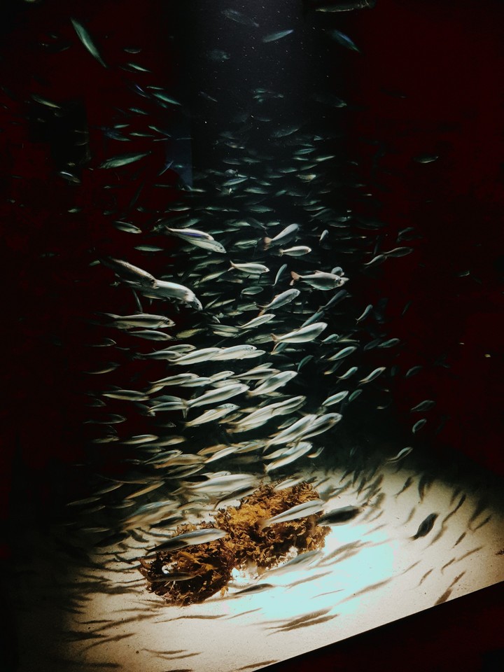 #fishes#clean water