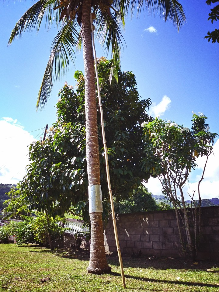 Coconut Tree and Bamboo