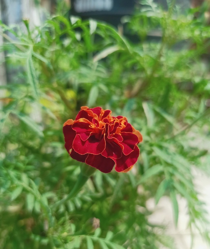 marigold flower