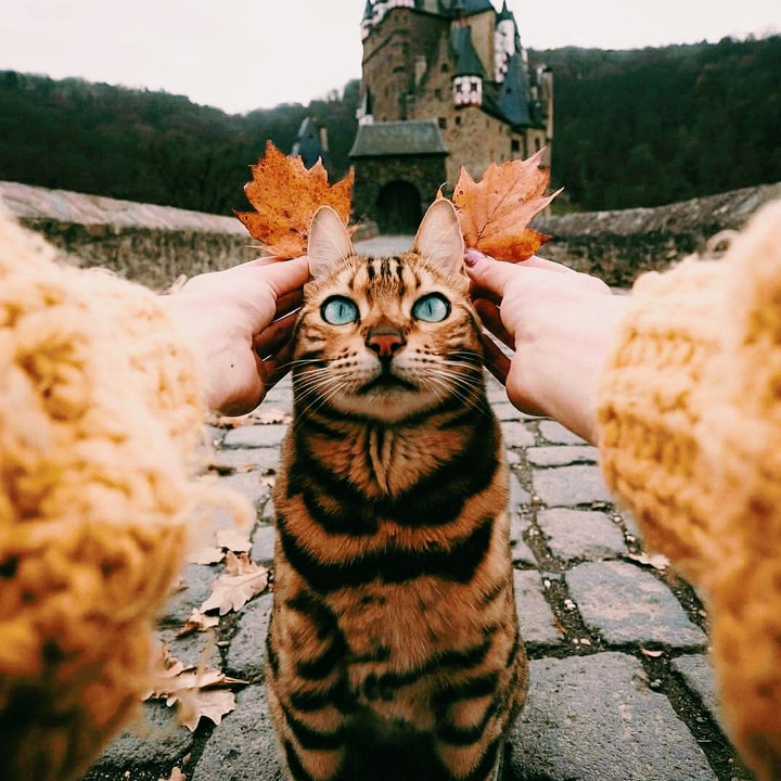 cat ?