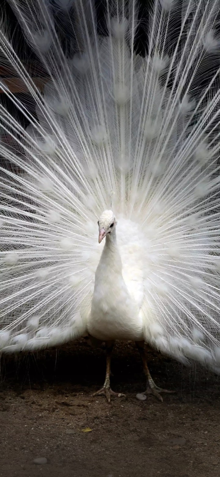 peacock