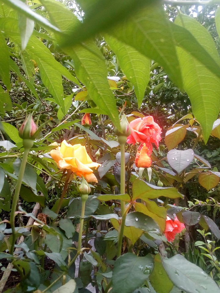 el rosal a punto de abrir