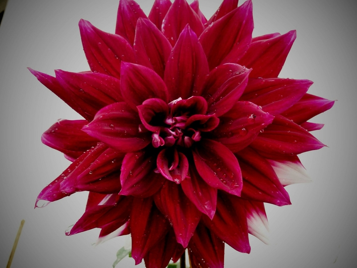 red flower