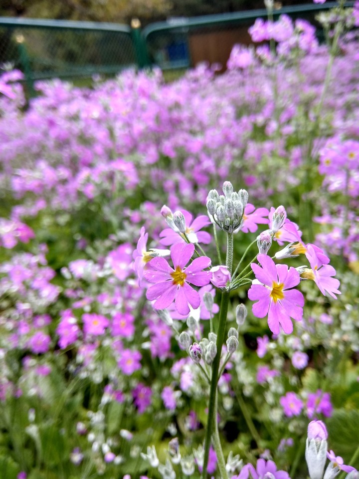 tiny beauty