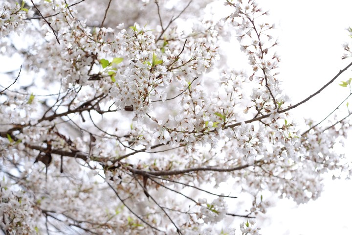 霧社櫻花