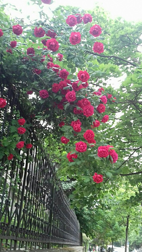 hình nền sorbus, flower