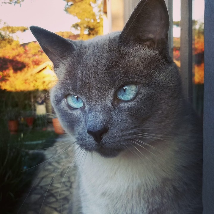 Olhos Azuis