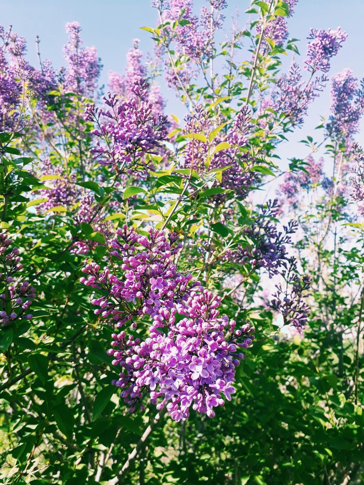 purple