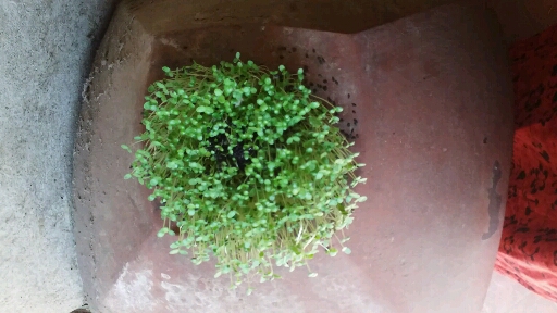 তিলের গাছ