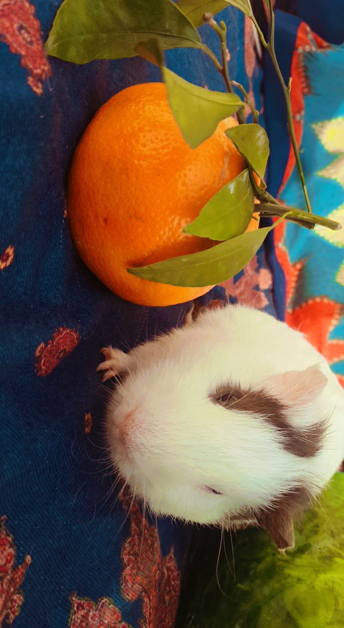 guinea pig