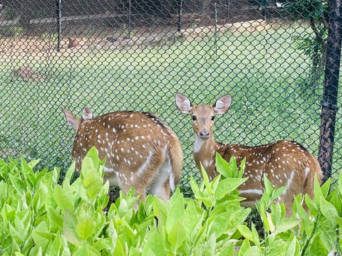 wildlife, zoo wallpapers