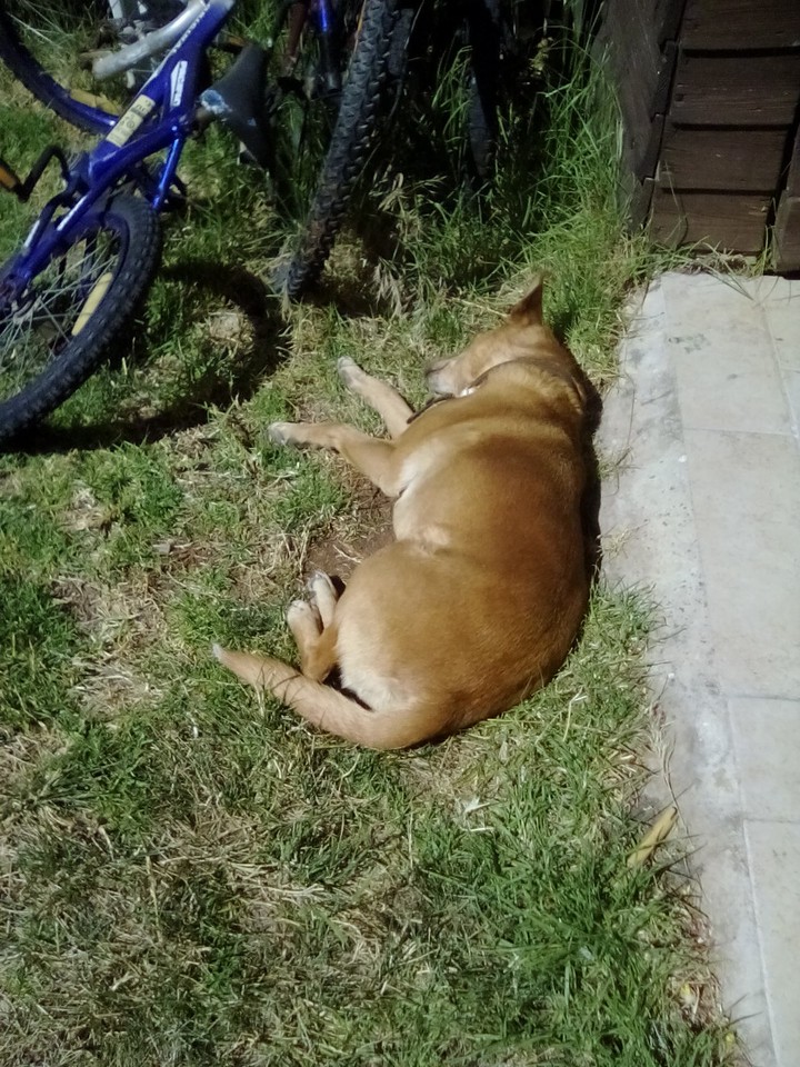 dog