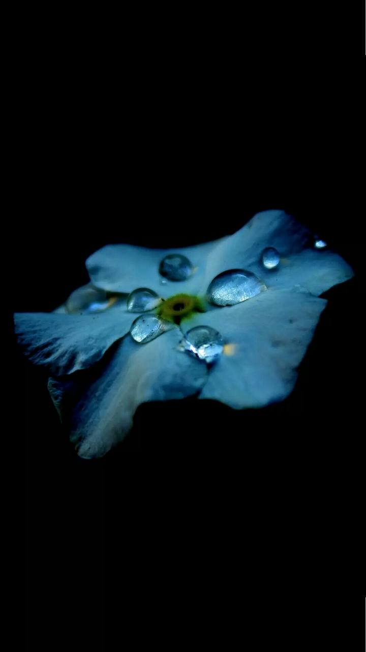 Blue flower