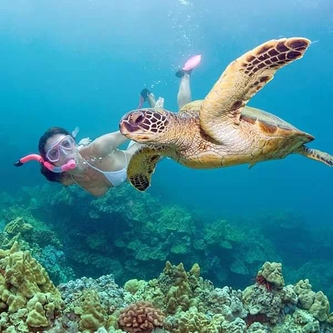 nature, 自然桌布