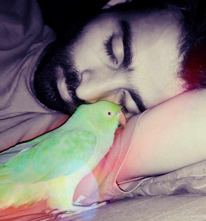 parrot