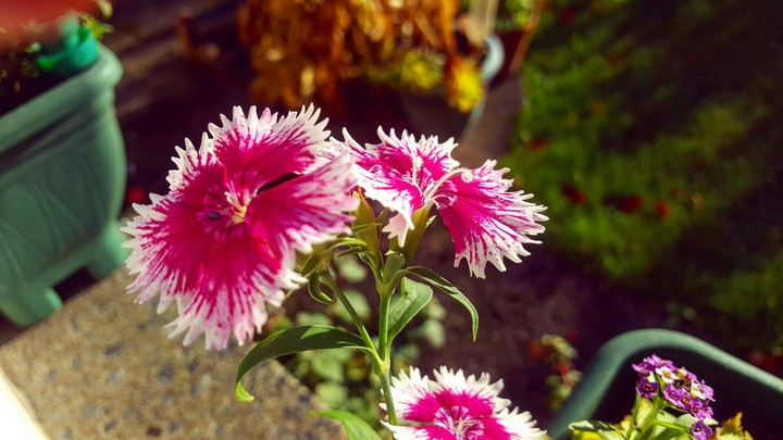 pink