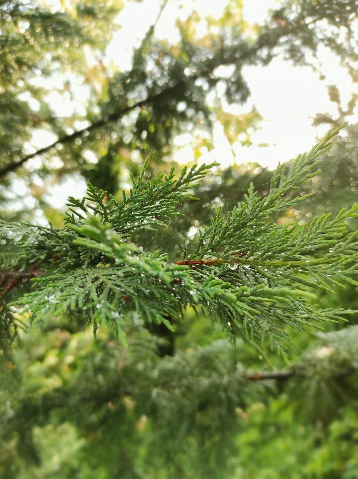 forest