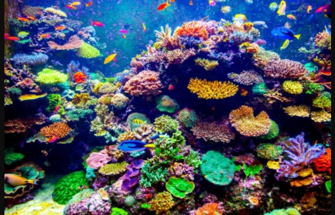 Under the Sea