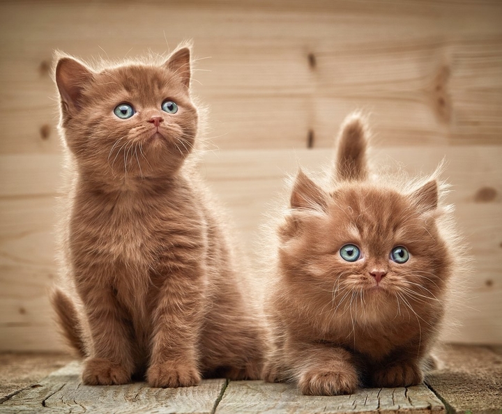 Котики