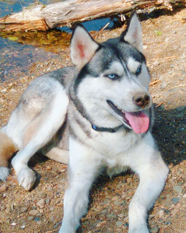 Царина