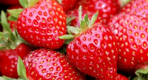 fraises