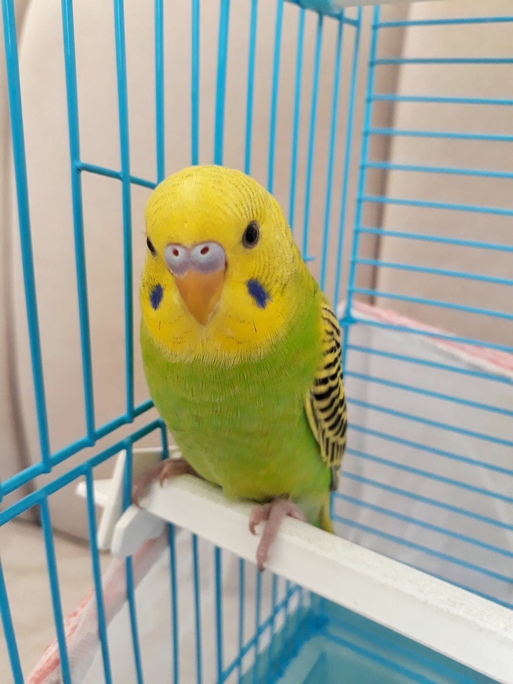 limon