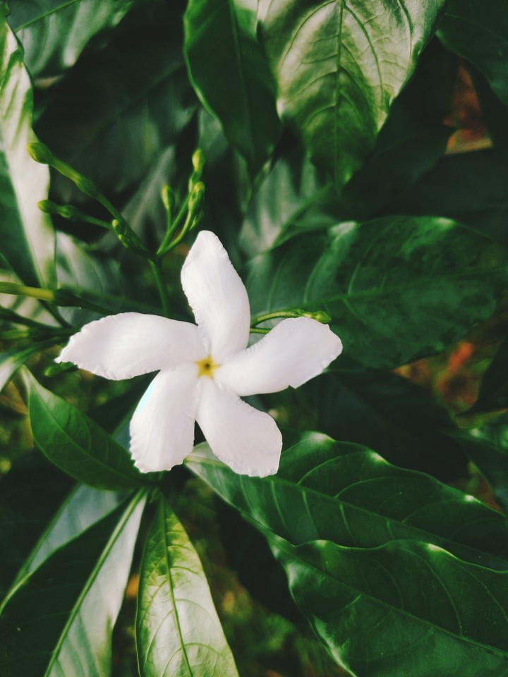 flower#green#white