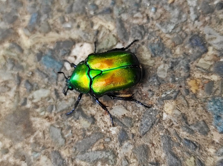 Beautiful beetle