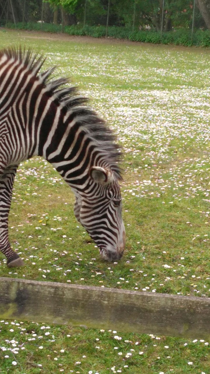 zebra