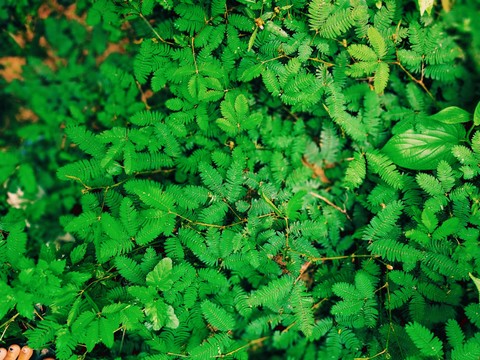 green ✌️