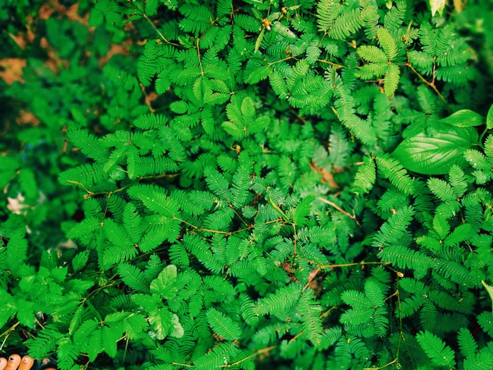 green ✌️
