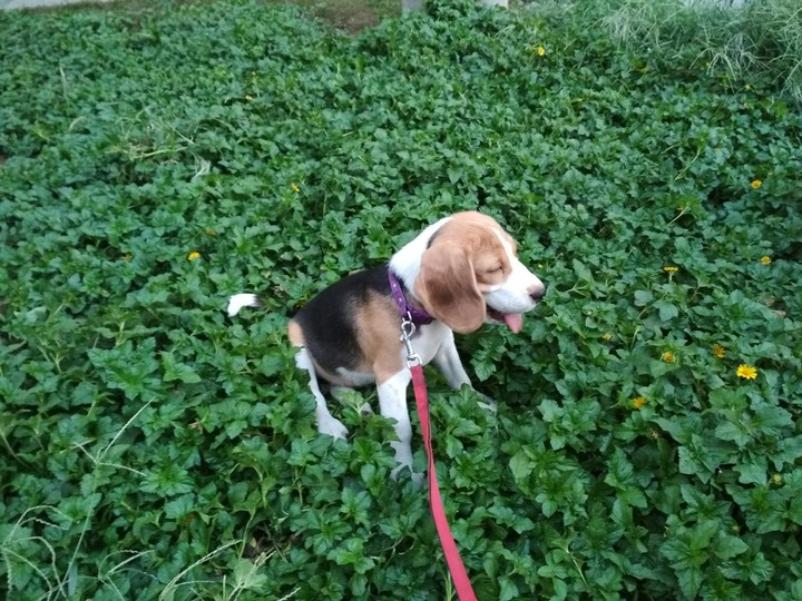Beagle