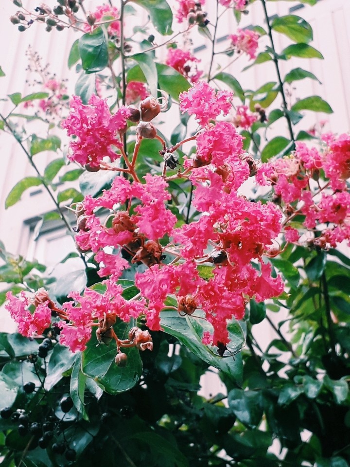 pretty