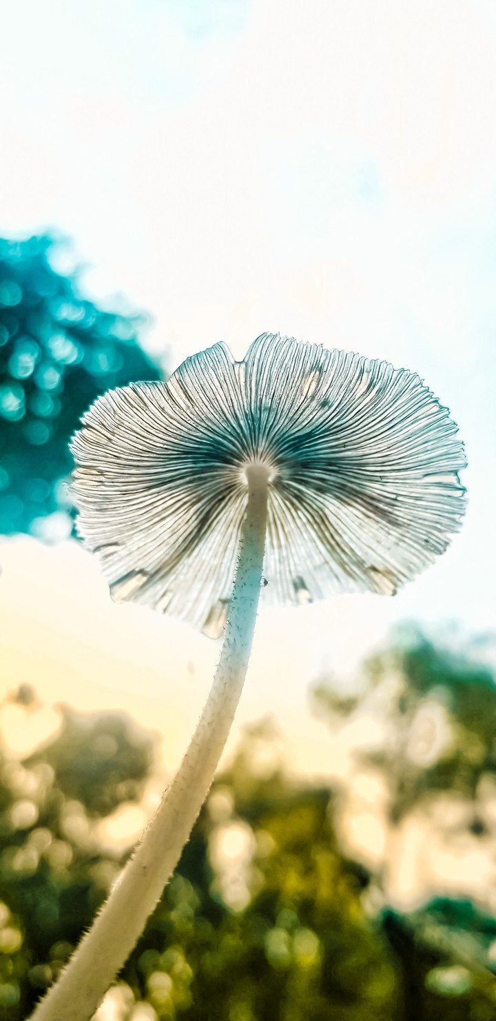 live Mushroom