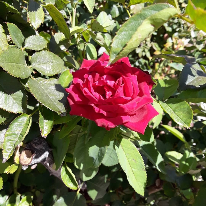 red rose
