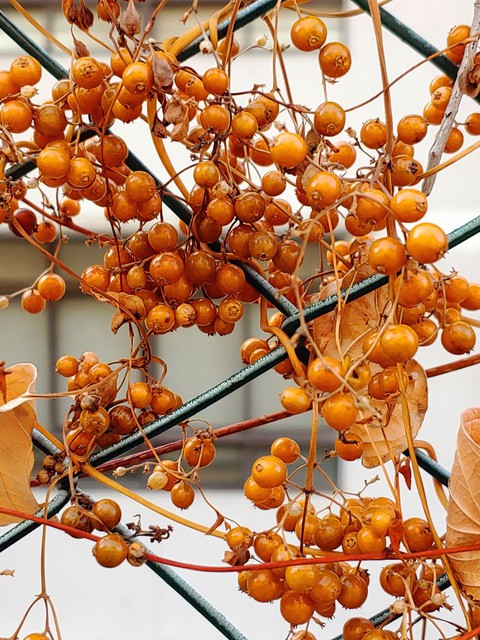 food, 植物壁纸