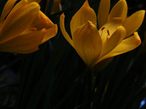 krokus