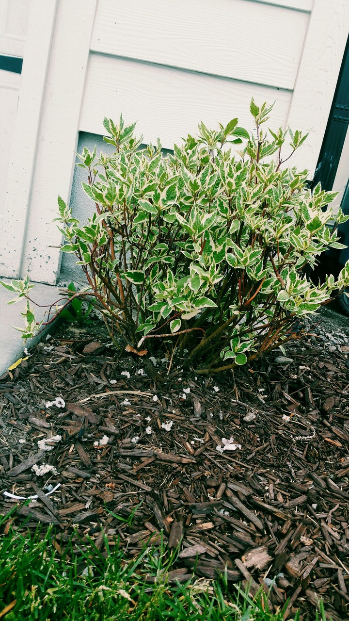 Bush