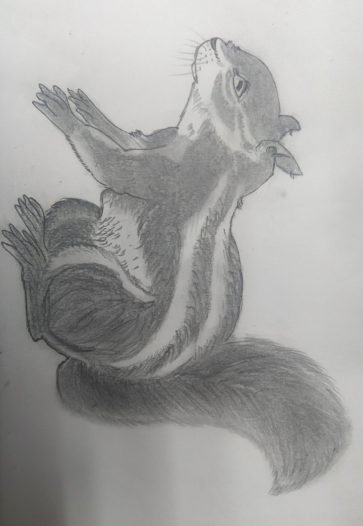 squirrel