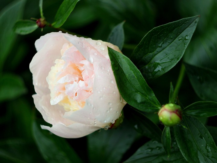 White piony after the rain