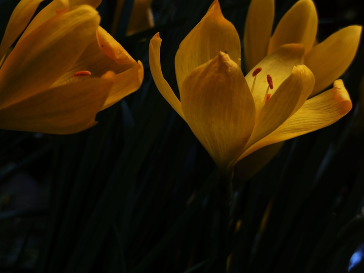 krokus