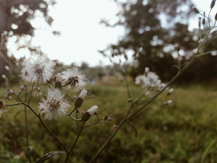 Nature