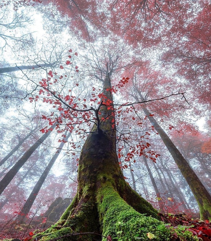 autumn